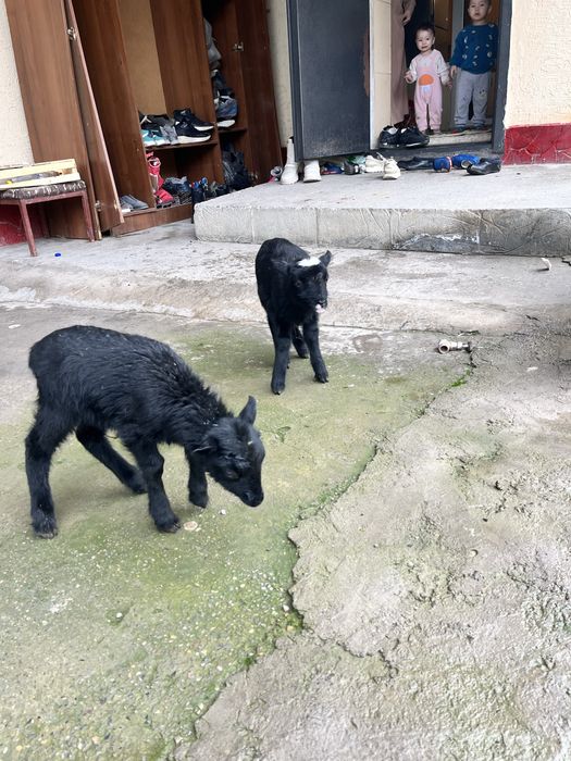 Романовский қозылар