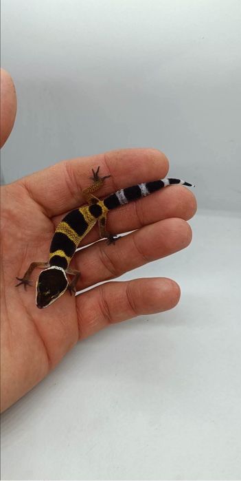 Gecko leopard mai multe culori