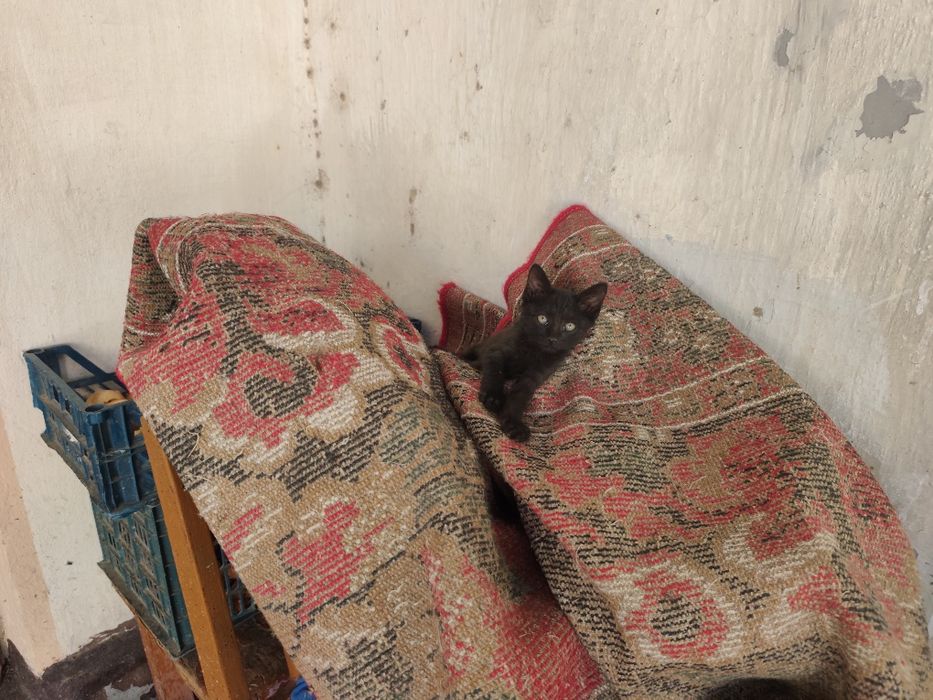 Котята домашние пять штук
