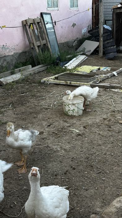 Қаз Сатылады / Продается Гуси
