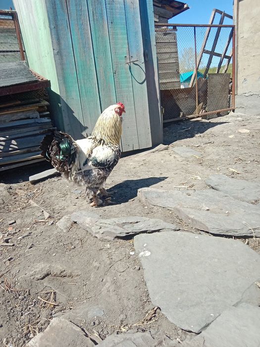 Продам молодого петуха