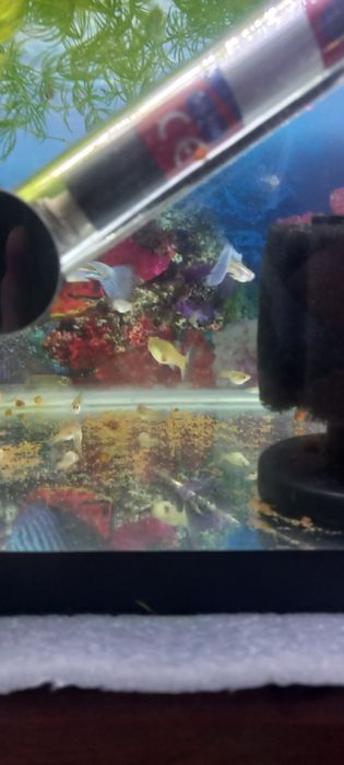 Harxil turdagi baliq akvarium bor juda arzon narxlarda