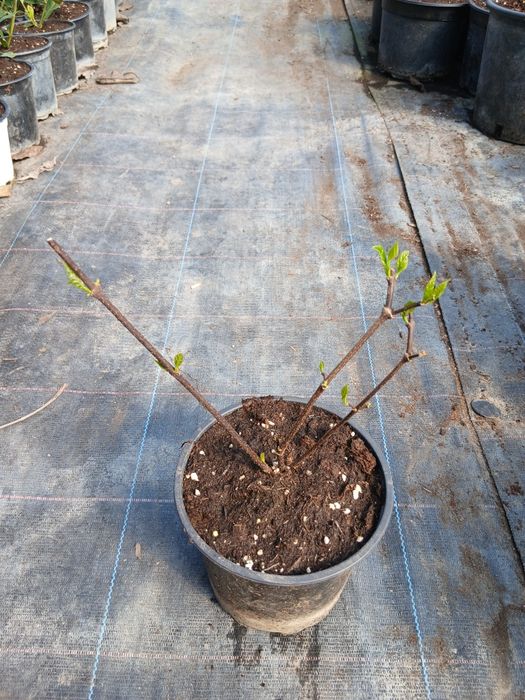 Каликантус (червен)