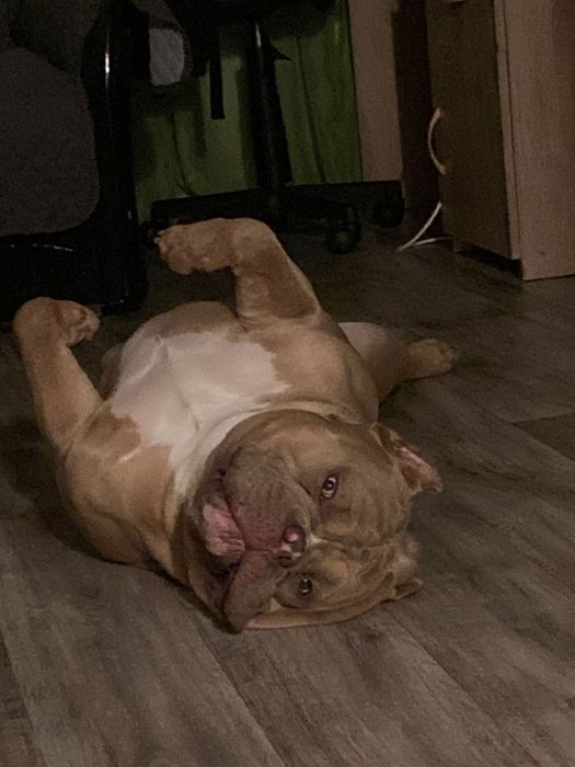 Вязка американский булли