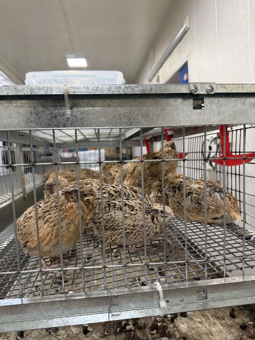 Qafas Bedana, jo’jalar uchun