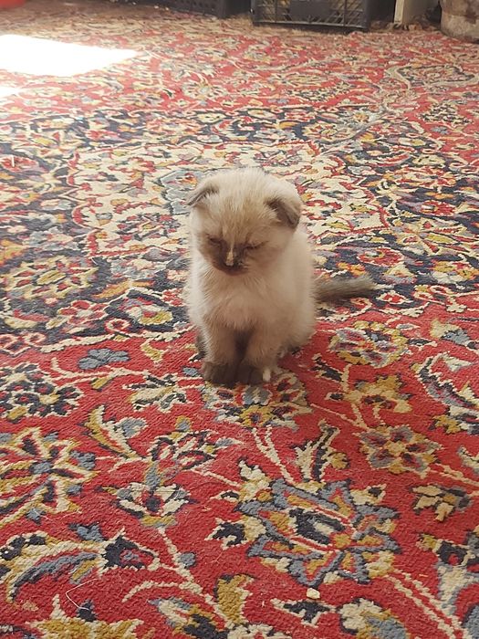 Шотланка кошка веселуха