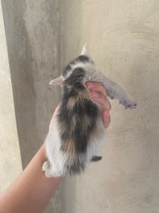 Котёнок бесплатно