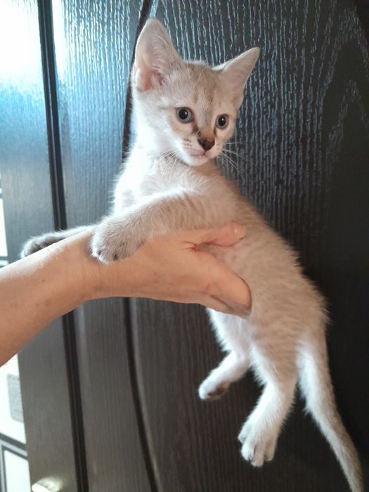 Маскарадная кошка