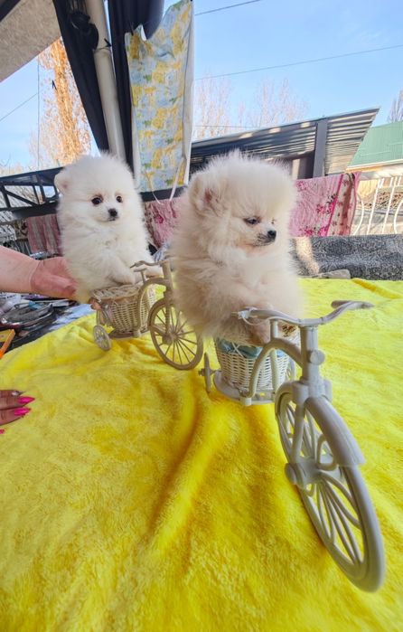 Продам щенков цверг шпица