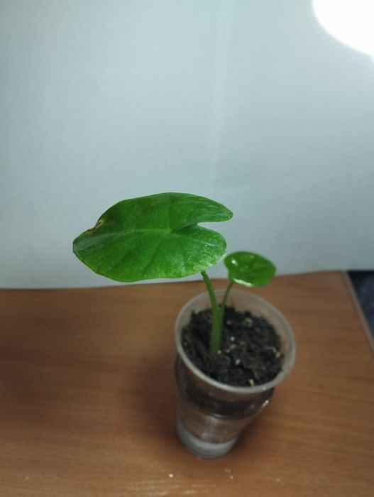 Продам комнатные растения