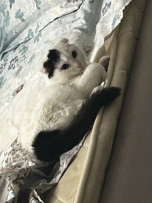 Отдаю трех кошечек в добрые руки