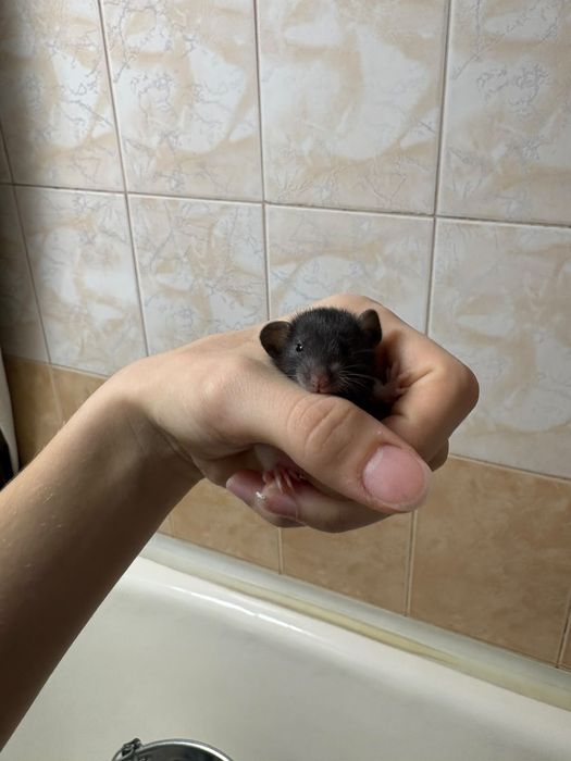 Продам маленьких крысят