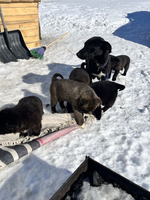 Отдам в добрые руки