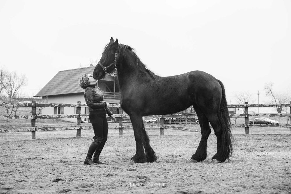 Vand sau schimb o iapa frizian si doi manji barok pinto metisi de friz