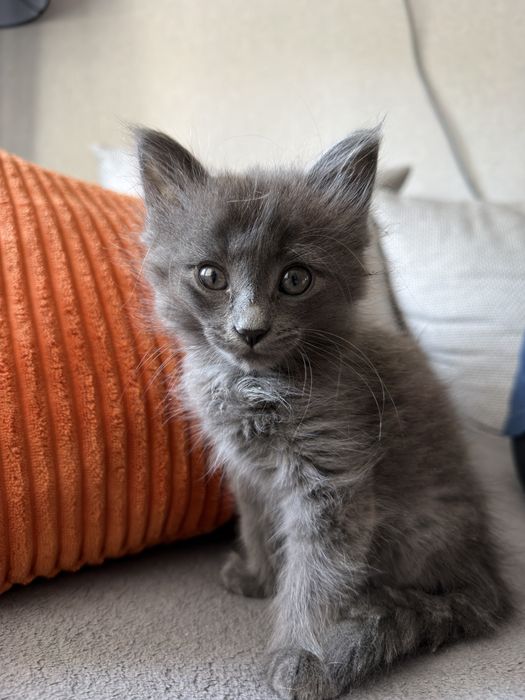 Котенок серый, девочка