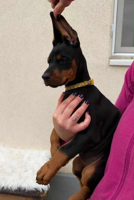 Femelă doberman de vânzare
