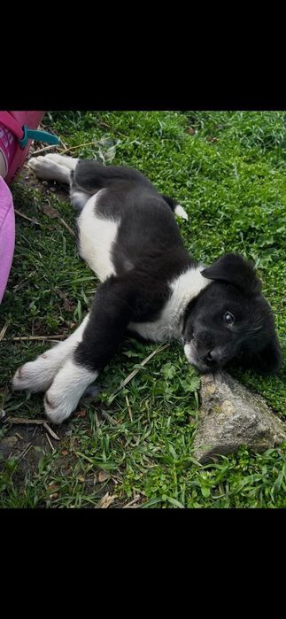 Catei spre adoptie, 2 fetite si 2 baietei