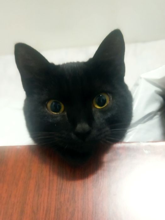 Отдается кошечка