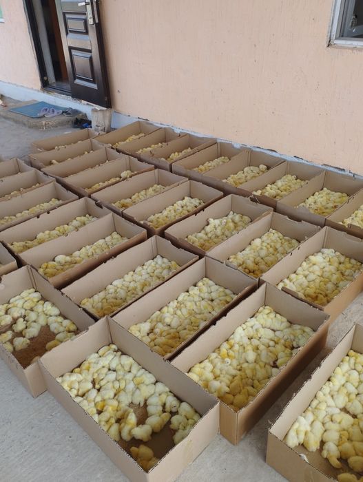 Бройлеры Кобб 500