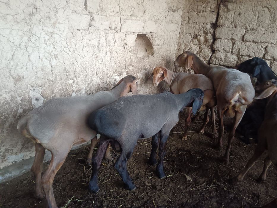 qochqorchala sotiladi