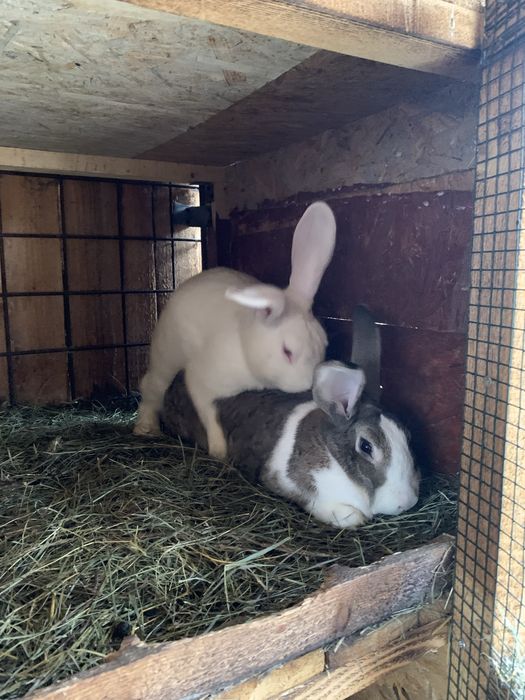 Iepuri/ pui de Hycole Francez