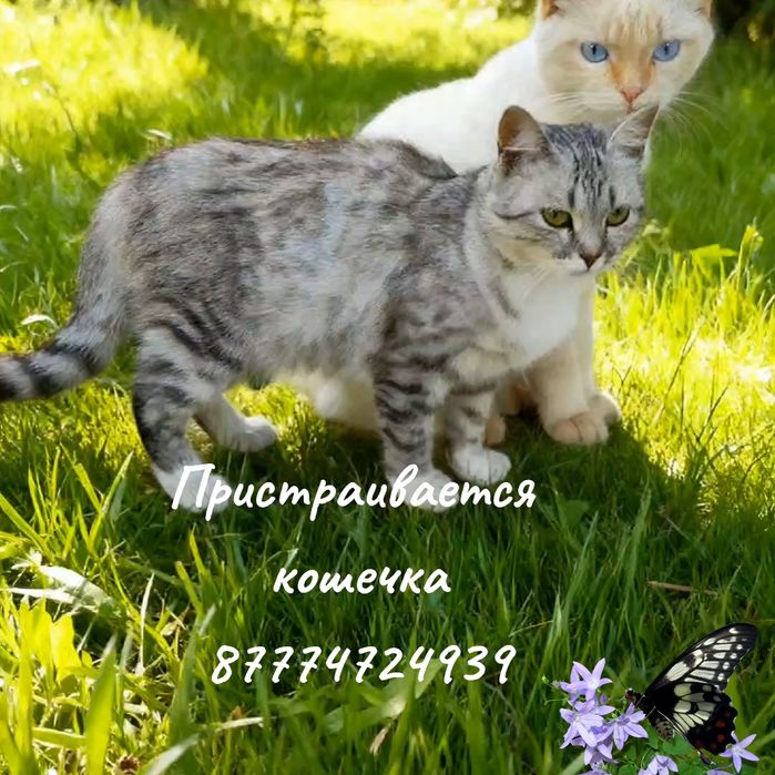 Кошечка в добрые руки, только ответственным