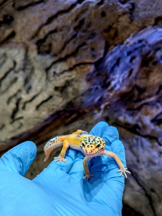 Cameleon/gecko/agama