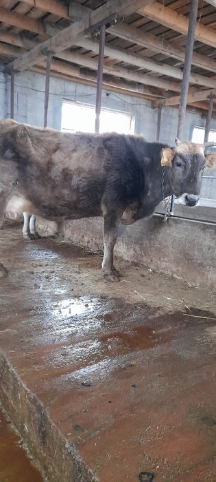 Продам стельных коров.