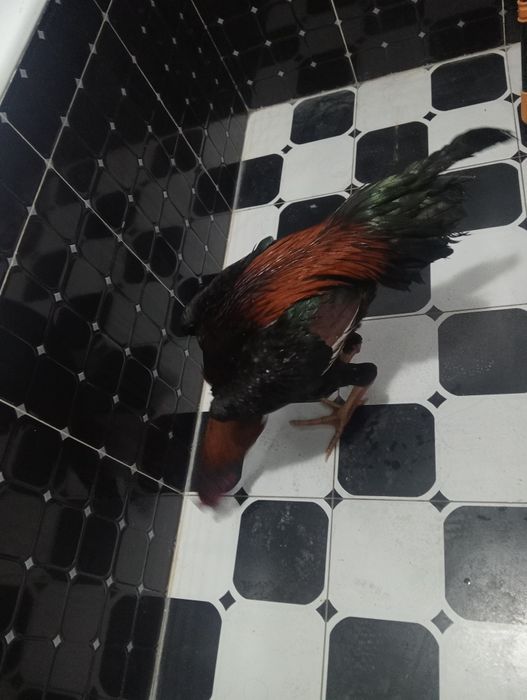 Dakan xo'roz sotiladi