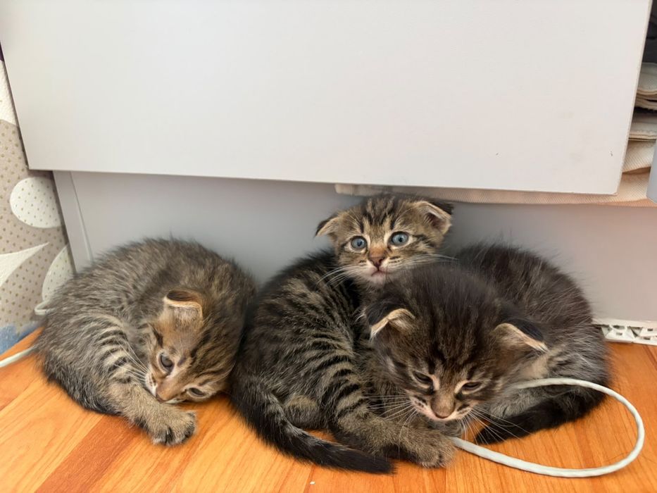 Котята в добрые руки