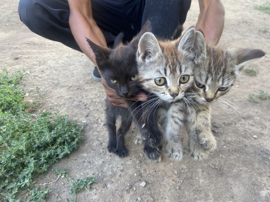 Ищем дом 3 красивым котятам!