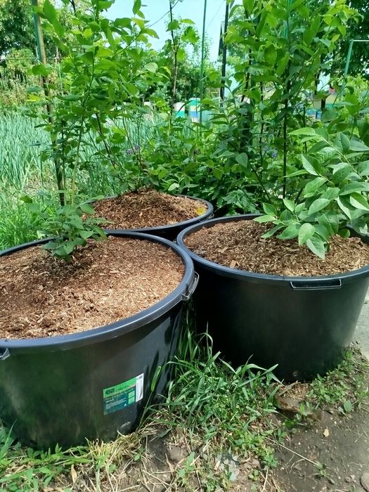 Продам саженцы Голубики