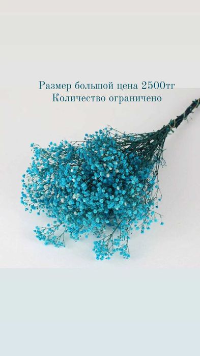 Гипсофила сухоцветы