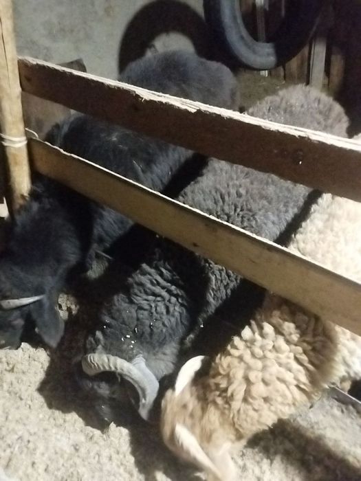 Qochqorchala sotiladi