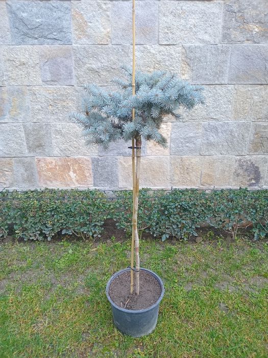 Picea pungens glauca globosa