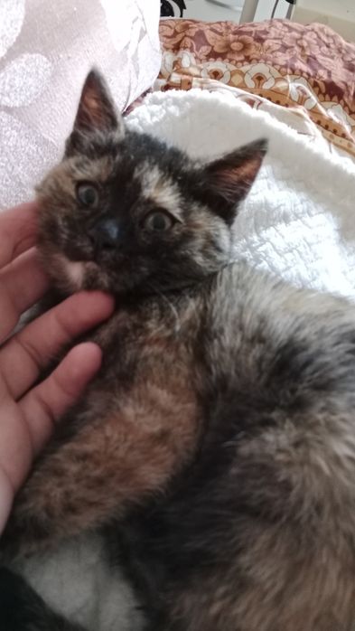 Пушистик ищет дом