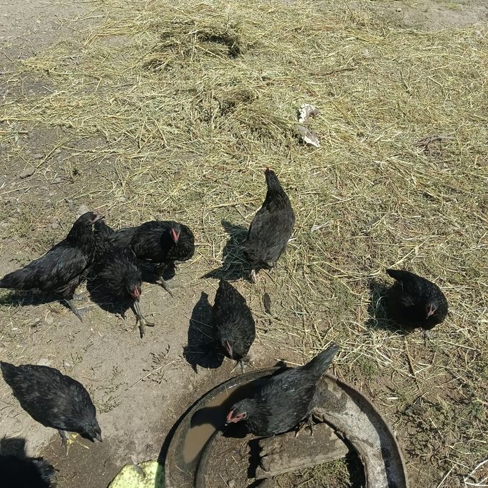 Продам цеплят весенние