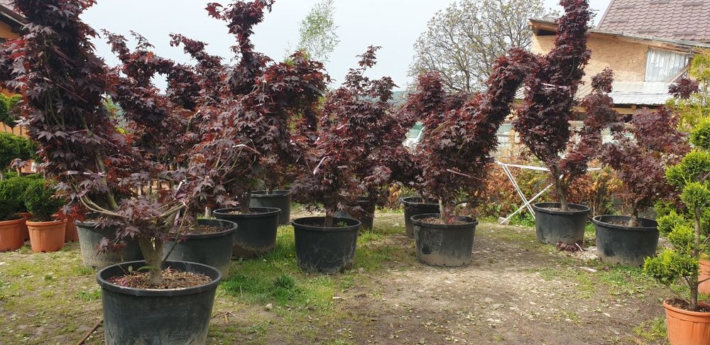 Arțar japonez Tuia smarald