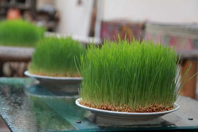 Буғдой (bug'doy) майса