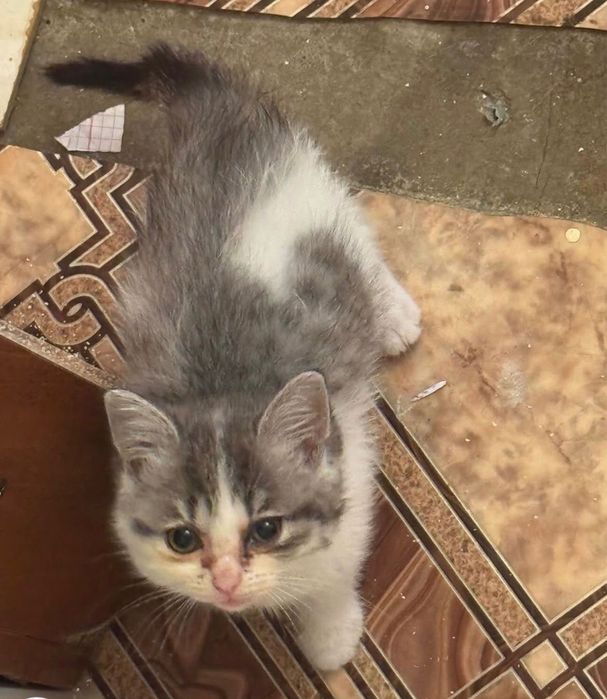 Котята ищут хозяев