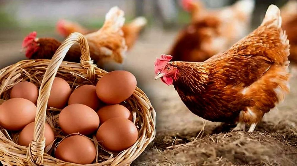 Vând ouă proaspete!