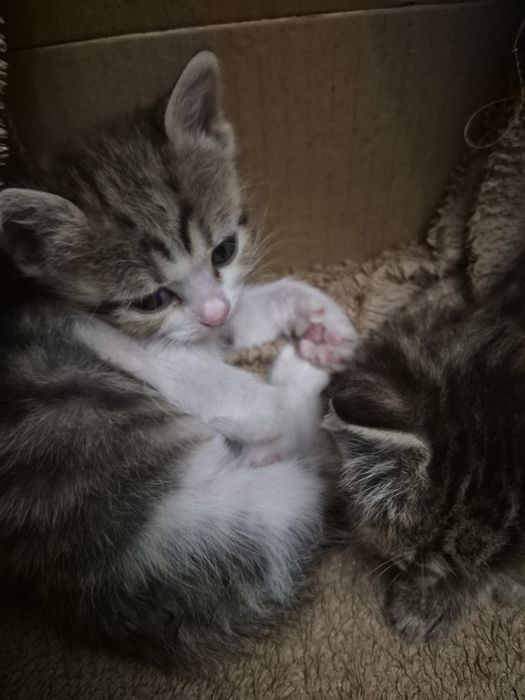 Милые котята ждут своих добрых хозяев! .