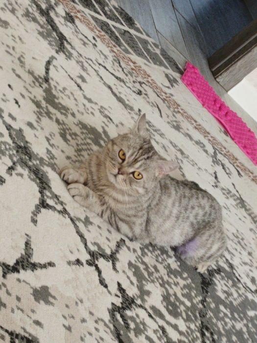 Отдам кошку в добрые руки