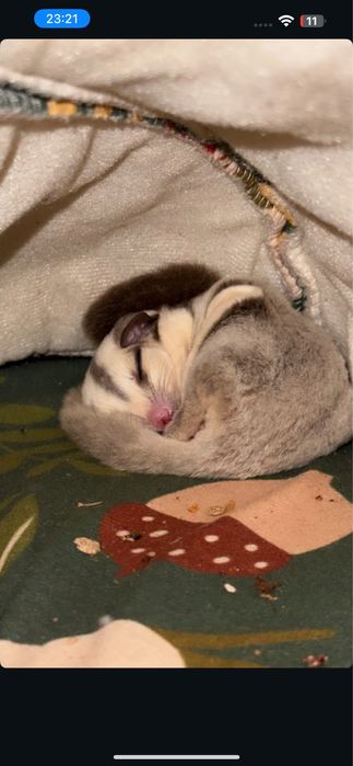 Sugar glider/ veveverita zburatoare puiuti