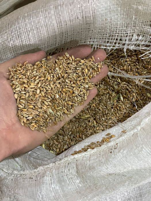 Зерно всех видов ОПТОМ