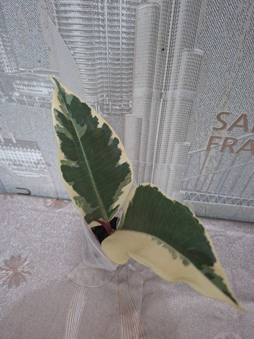 Продам комнатные цветы