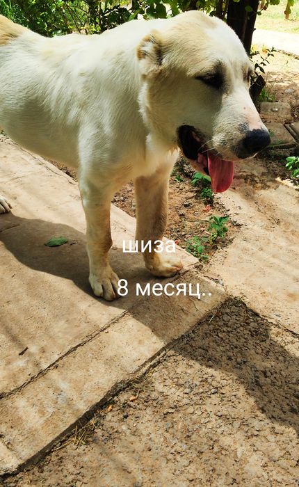Щенок. Тяж... 8 айлық ...Дебочка..