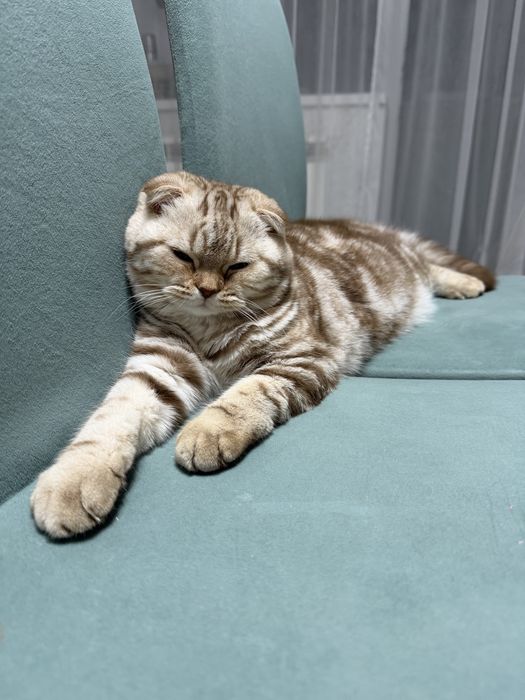 Продам котенка (девочка)