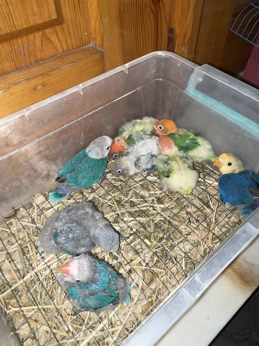 Продаются ручные попугайчики,выкормыши