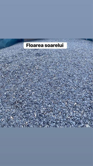 Vand floarea soarelui